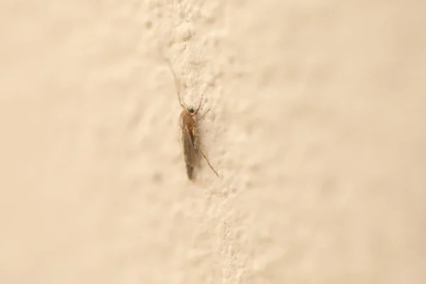 Makro Záběr Hmyzu Zdi — Stock fotografie
