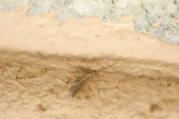 Macro Shot Van Insect Muur — Stockfoto