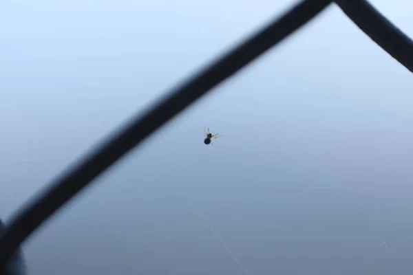 Silhouet Van Een Spider Macro Shot — Stockfoto