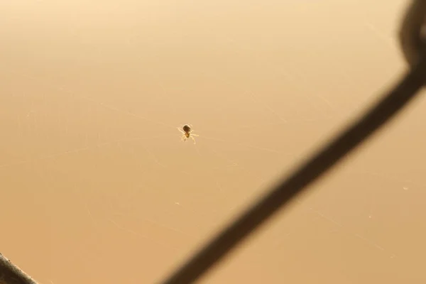Silhouette Egy Pók Makró Lövés — Stock Fotó