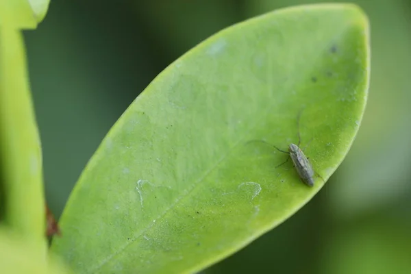 葉の上のマクロ昆虫 — ストック写真
