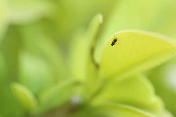 Makroinsekt Auf Dem Blatt — Stockfoto