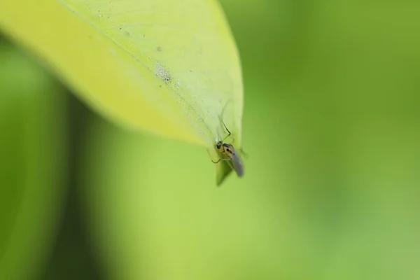 Macro Insect Leaf — Stock Photo, Image