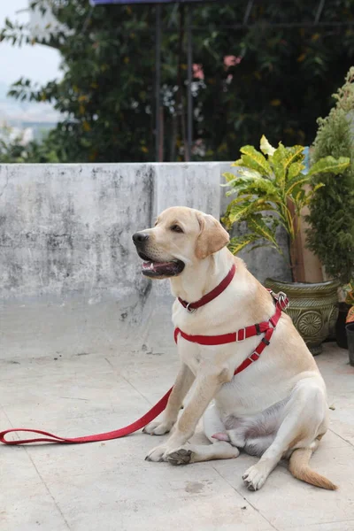 Cane Compagnia Casa Primo Piano — Foto Stock