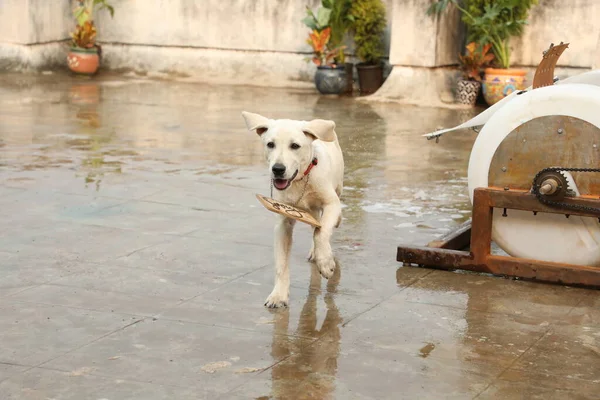 Cane Compagnia Casa — Foto Stock