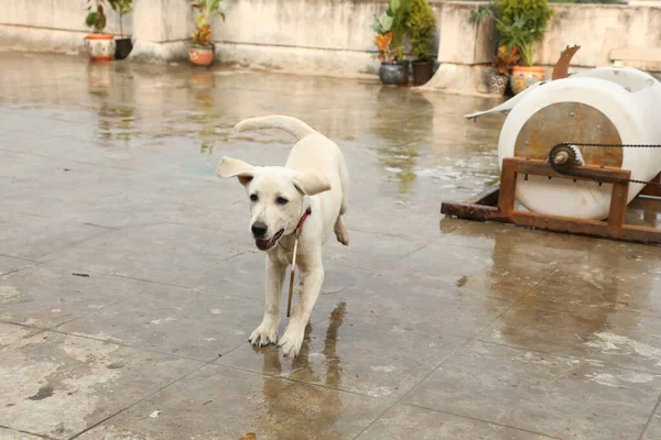 Cane Compagnia Casa — Foto Stock