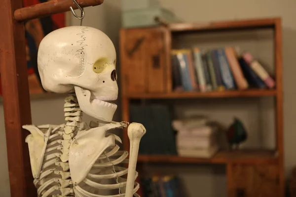 Skeleton Medical Students Room — Stock Photo, Image