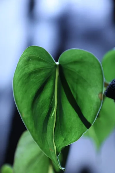 Ινδική Medicated Plant Leaf Μακροεντολή Πλάνο — Φωτογραφία Αρχείου