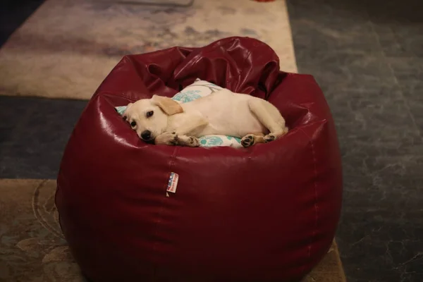 Mascotas Perro Durmiendo Casa —  Fotos de Stock