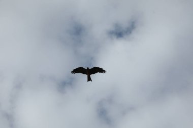 Kuş Kartal gökyüzünde