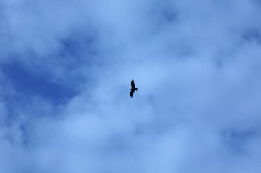 Kuş Kartal gökyüzünde