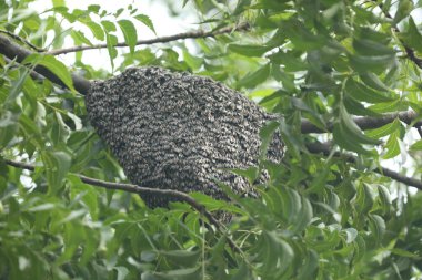 Büyük Sürüdeki Bal Arıları