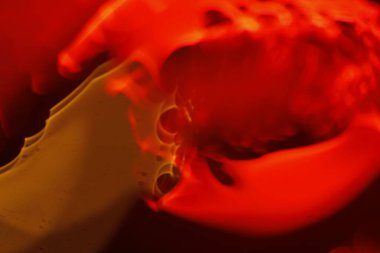 Bulanık Su Doku Makro Çekimi