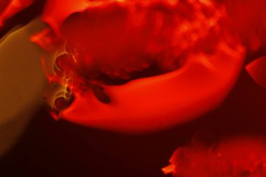 Bulanık Su Doku Makro Çekimi