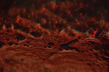 Bulanık Su Doku Makro Çekimi