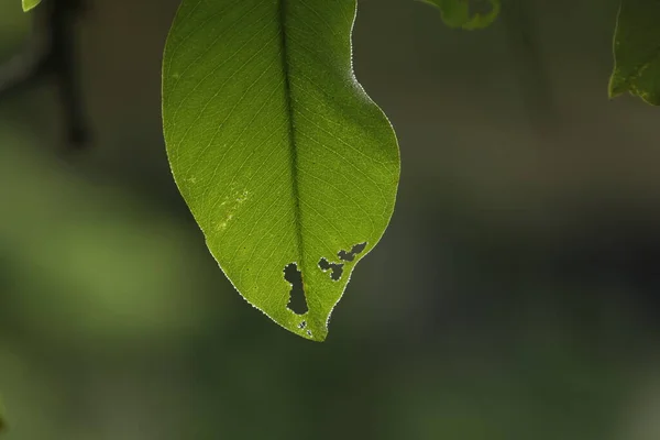 インドの薬用植物葉マクロショット — ストック写真
