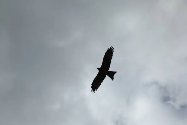 Águila Pájaro Cielo —  Fotos de Stock