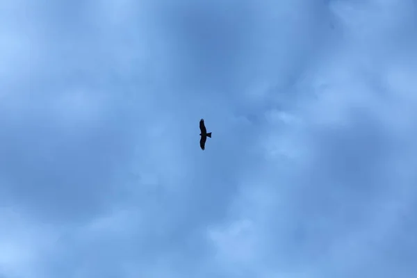 Ave Águia Céu — Fotografia de Stock