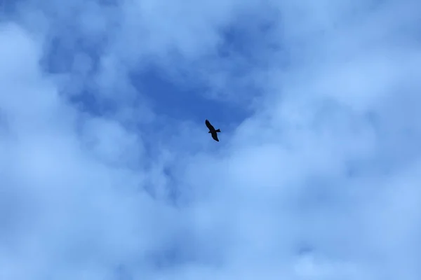 Bird Eagle Sky — Stock Photo, Image