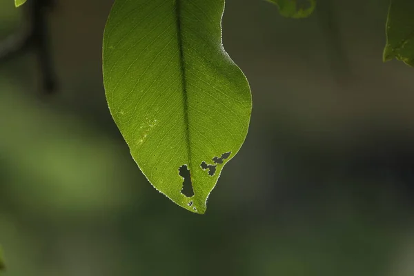 自然の中でインドの薬用植物 — ストック写真