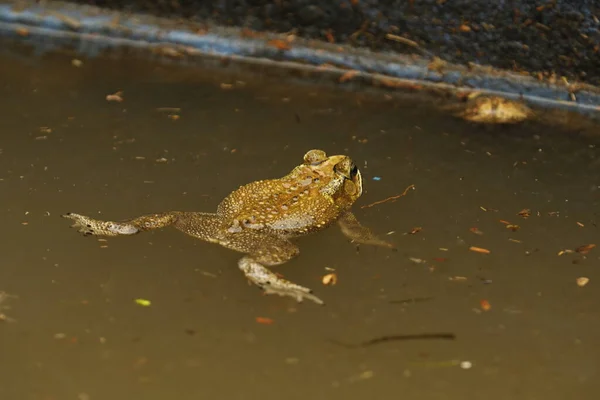 Frog in the pond water