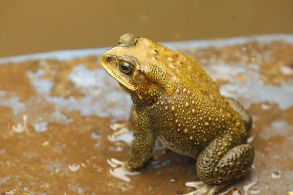 Rana Agua Del Estanque — Foto de Stock