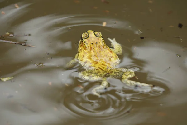Frog in the pond water