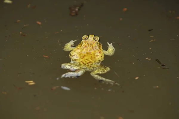 Gölet Suyundaki Kurbağa — Stok fotoğraf