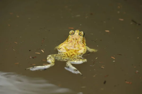Žába Vodě Rybníka — Stock fotografie