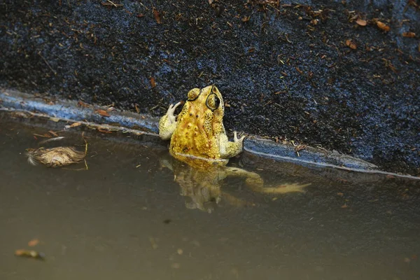 Frog in the pond water