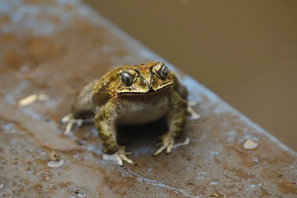 Frosch Teichwasser — Stockfoto