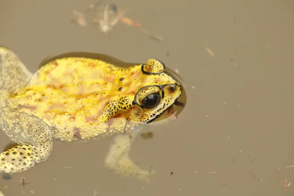 Frosch Teichwasser — Stockfoto