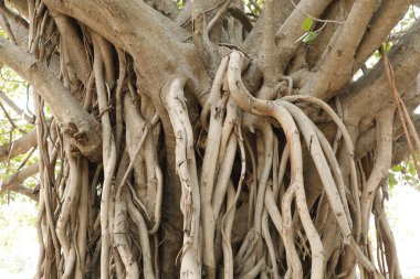 Doğadaki Bilgelik Ağacının Kökleri