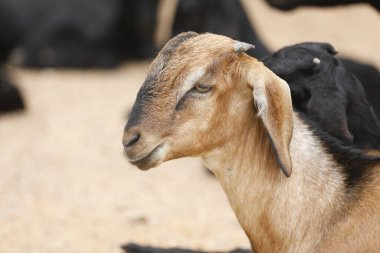 Köyün kırsal kesiminde keçiler