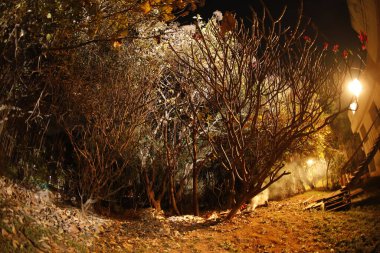 Ağaçların gece çekimi.