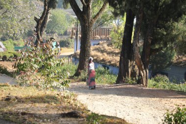 Çay Çiftliği İşçileri Foarm Munnar Kerala Hindistan