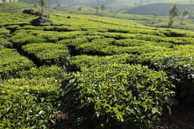 Çay Çiftliği Foarm Manzarası Munnar Kerala Hindistan