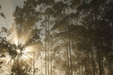 Ormandaki Ağaçların Arasında Güneş Işınlar