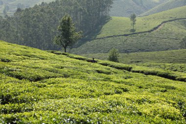 Çay Çiftliği Foarm Manzarası Munnar Kerala Hindistan