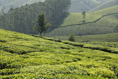 Çay Çiftliği Foarm Manzarası Munnar Kerala Hindistan