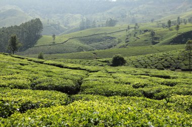 Çay Çiftliği Foarm Manzarası Munnar Kerala Hindistan