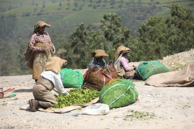 Çay Çiftliği İşçileri Foarm Munnar Kerala 6 Mart 2022