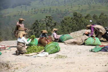 Çay Çiftliği İşçileri Foarm Munnar Kerala 6 Mart 2022