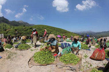 Çay Çiftliği İşçileri Foarm Munnar Kerala 6 Mart 2022