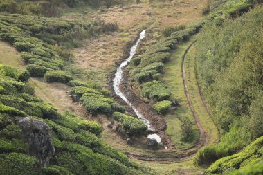 Çay Çiftliği Foarm Manzarası Munnar Kerala Hindistan