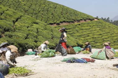 Çay Çiftliği İşçileri Foarm Munnar Kerala 6 Mart 2022