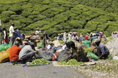 Çay Çiftliği İşçileri Foarm Munnar Kerala 6 Mart 2022