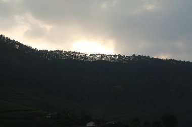 Çay Çiftliği Foarm Manzarası Munnar Kerala Hindistan