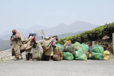 Çay Çiftliği İşçileri Foarm Munnar Kerala 6 Mart 2022