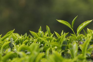 Çay Çiftliği Foarm Manzarası Munnar Kerala Hindistan